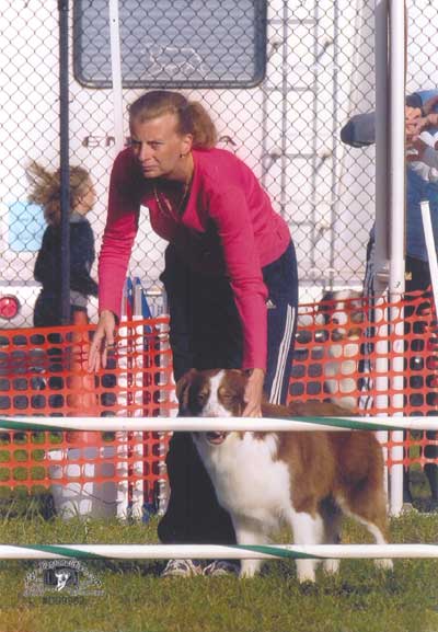 start line - ASCA Nationals, Agility Trial Augusta, NJ 2007