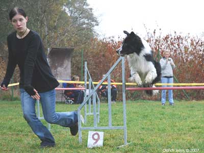 Kidd at Agility Trial in Prague, October 2007